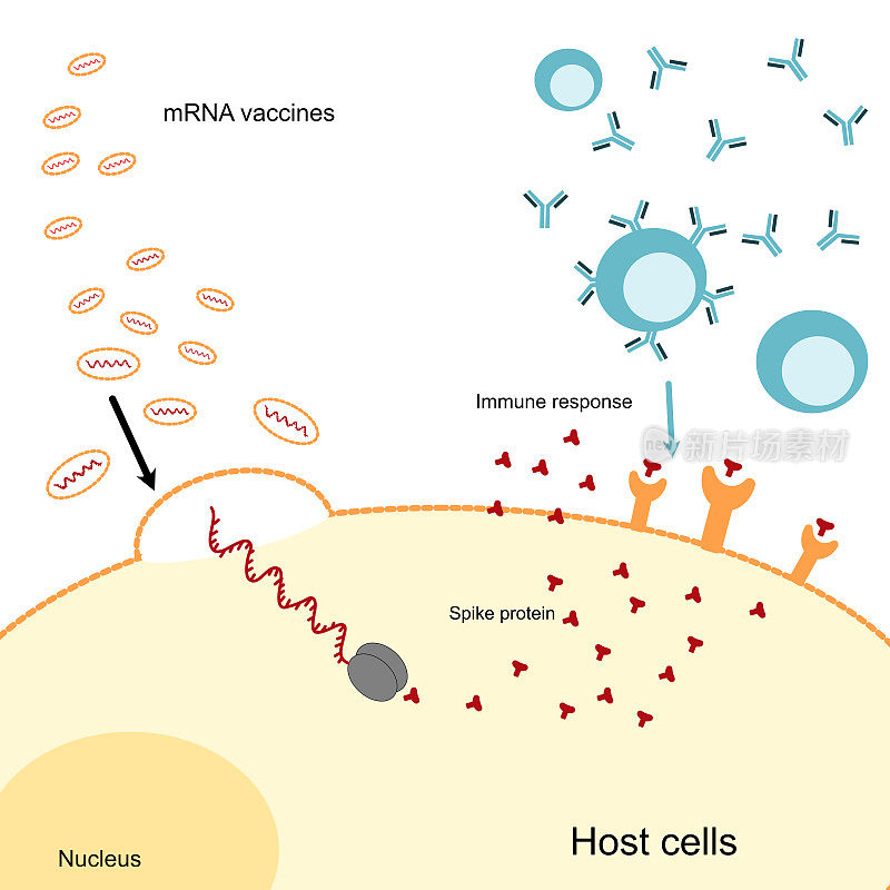 mRNA疫苗在人体内的免疫诱导过程