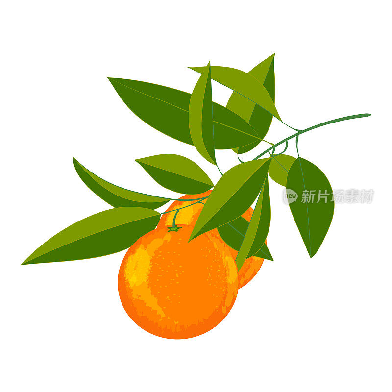 矢量图的新鲜橙子，水果与绿色的叶子在白色的背景