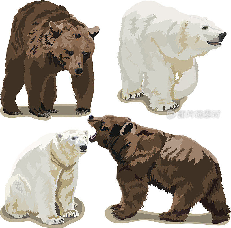北极熊和棕熊