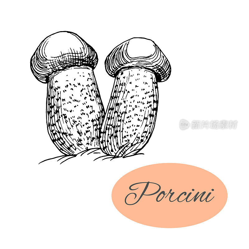Porcini_Ink_Drawing