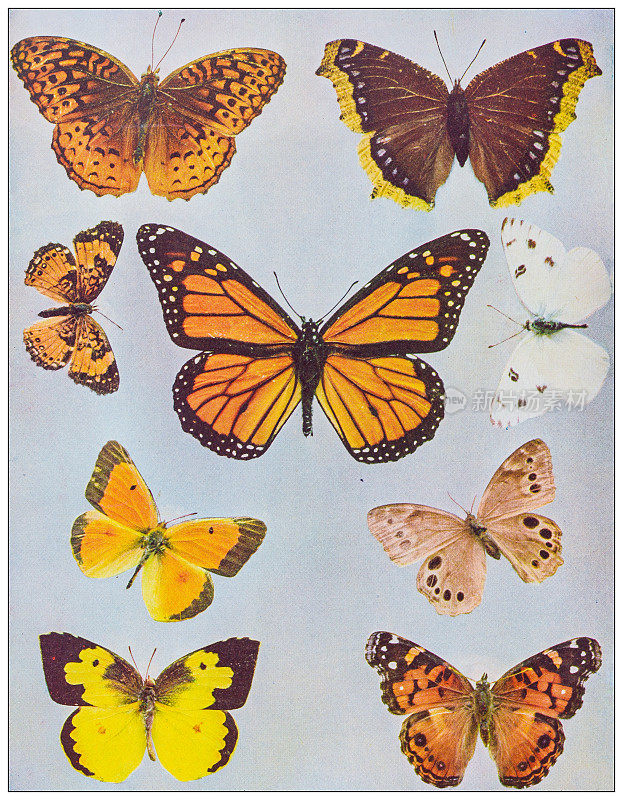 古色古香的自然色彩形象:蝴蝶