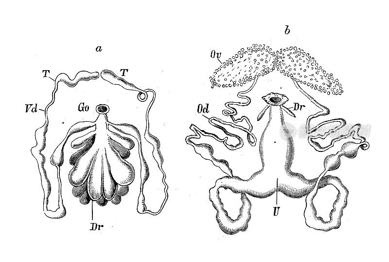 古代生物动物学图像:阿尔加斯器官
