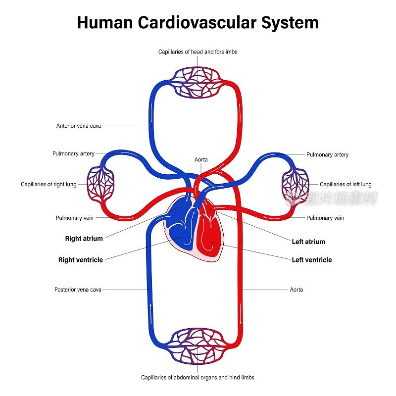 人体心血管系统示意图。哺乳动物的血液循环。血液循环系统和心脏解剖。