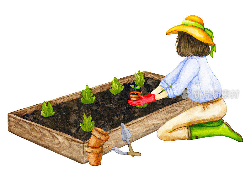 一位妇女正在花园的苗床上种植蔬菜幼苗。花园的工作。作文的主题是园艺、春苗、种植蔬菜。