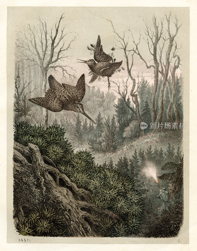 狩猎伍德考克斯彩色板插图1857年