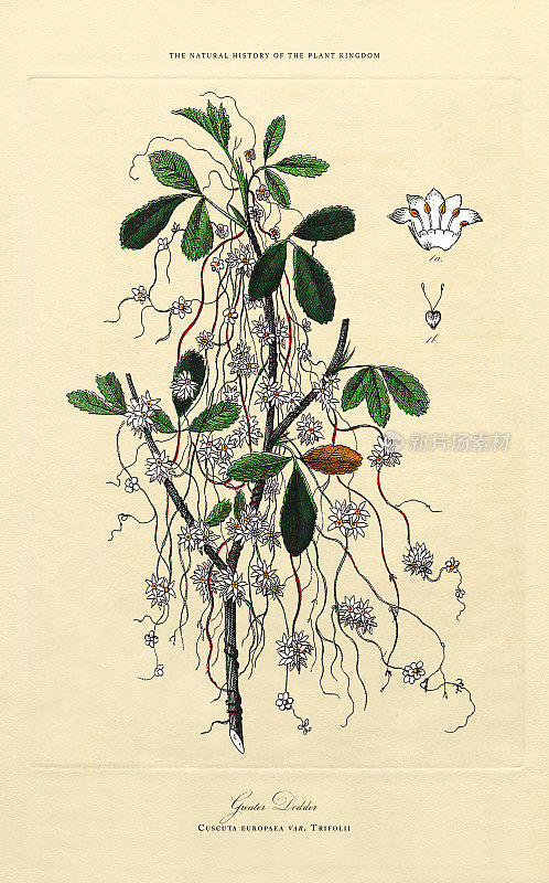 开花植物，植物王国，维多利亚植物插图，大约1853年