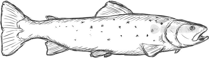 媒介示意图海鳟鱼