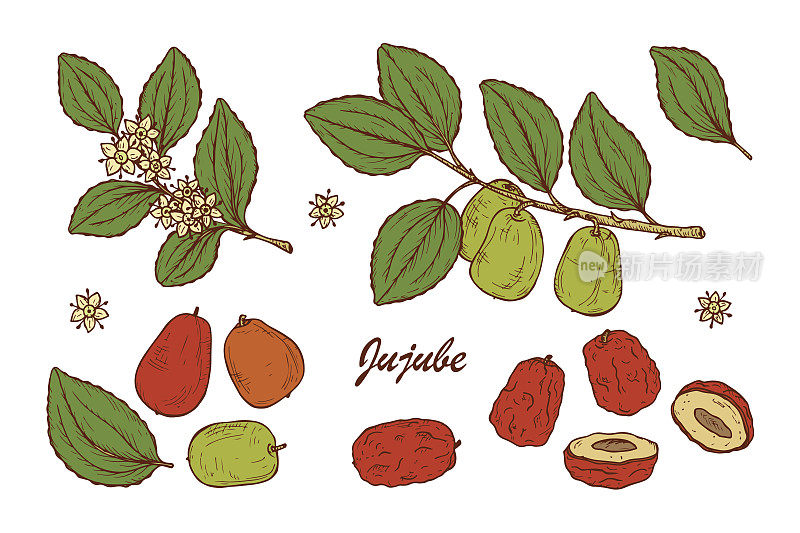 药用植物。异国情调的热带水果枣，有时枣，红枣，中国枣，韩国枣，印度枣。叶、花、果实。替代医学