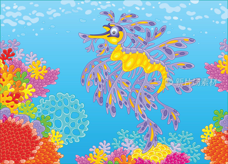 珊瑚礁上多叶的海龙