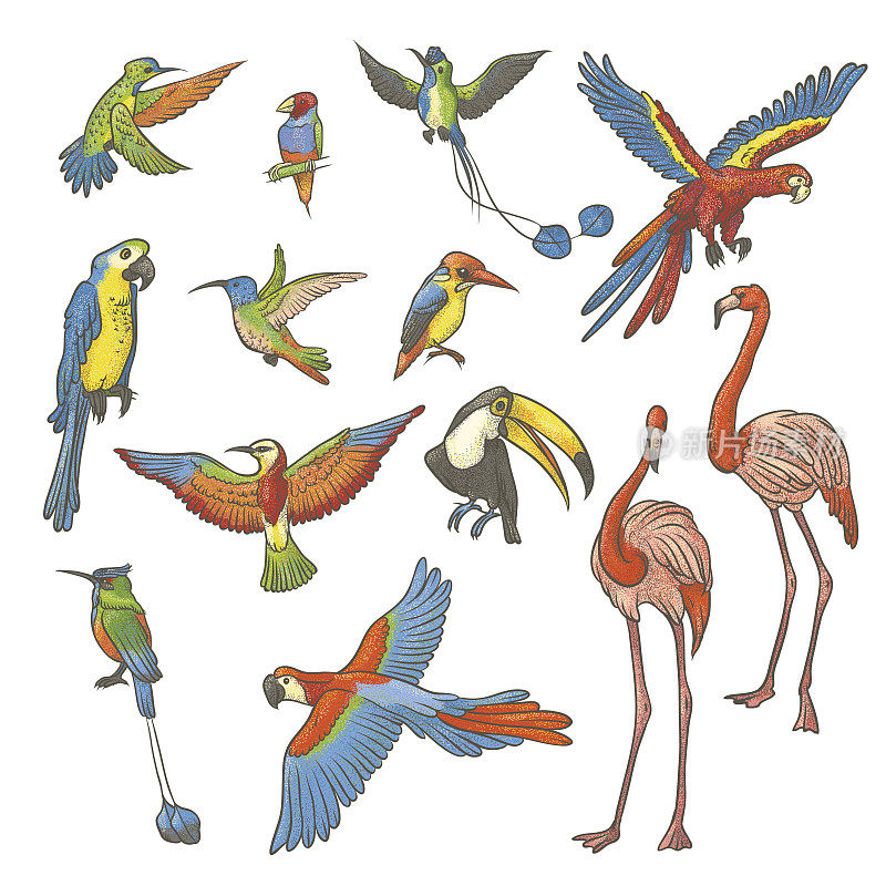 矢量彩色纹理素描集手绘在白色的背景。收集明亮的异国情调的热带鸟类。孤立轮廓插图各种火烈鸟，鹦鹉和蜂鸟。
