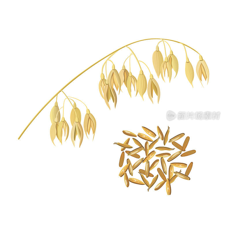 燕麦谷物和麦麸的穗子金穗和玉米