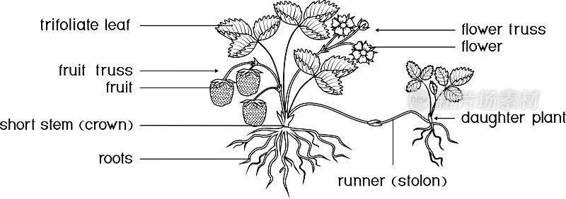 用植物的部分着色页。形态花园草莓植物与根，花，果实，子植物和标题孤立在白色背景上