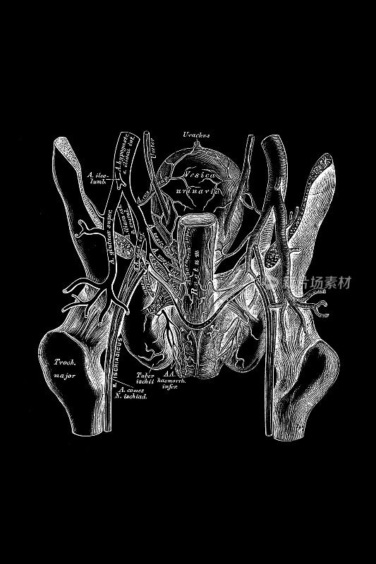 骨盆动脉