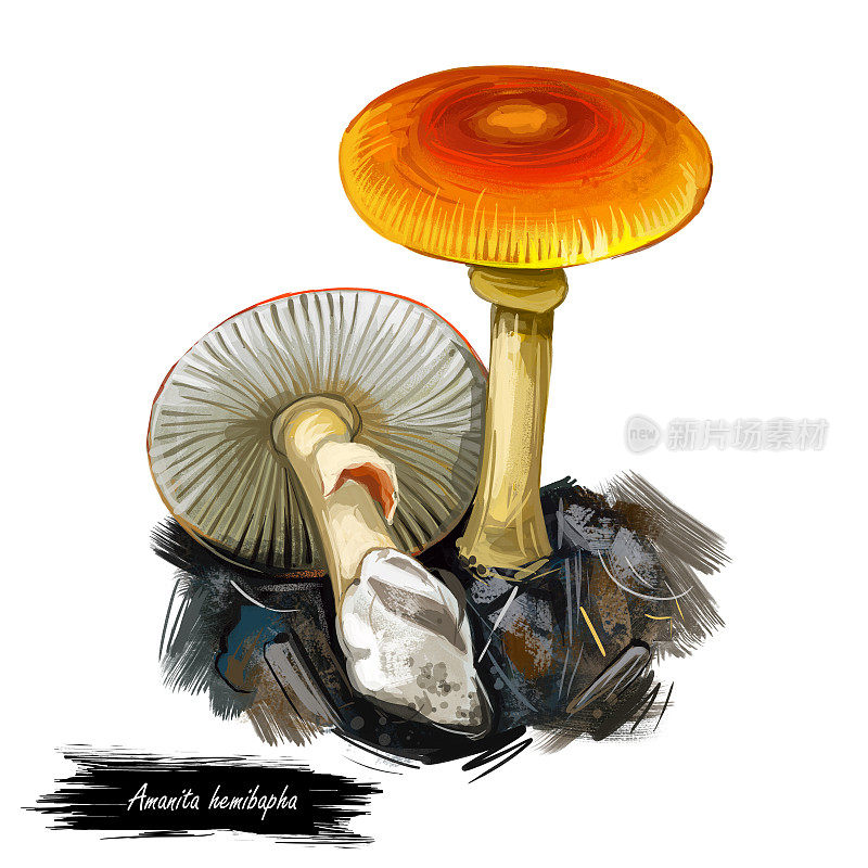 鹅膏半染色蘑菇数字艺术插图。Clipart蔬菜平帽瘦腿，配料菌类，科凯撒当季美味群地上生长的植物