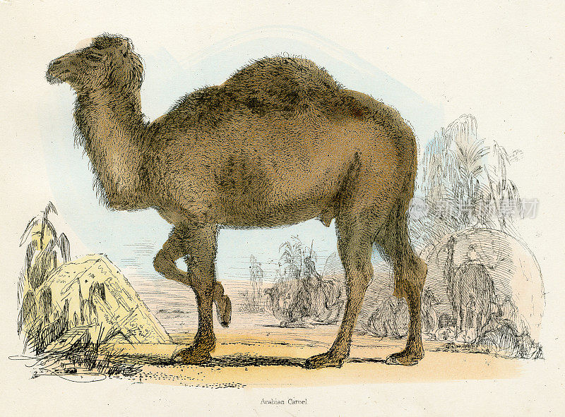 阿拉伯骆驼雕刻1893