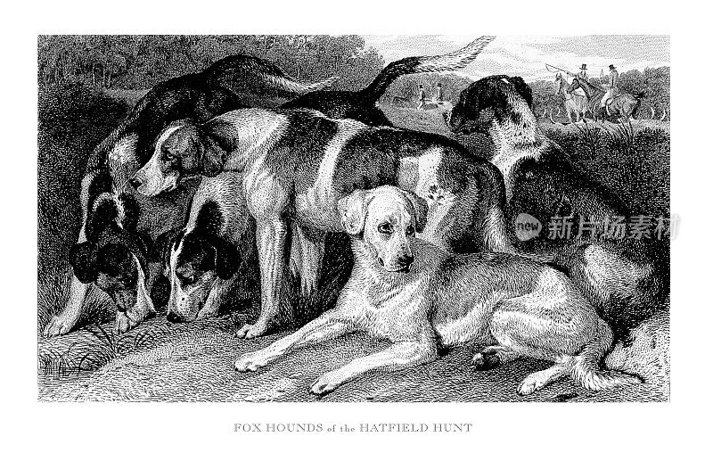狐狸猎犬哈特菲尔德狩猎雕刻插图