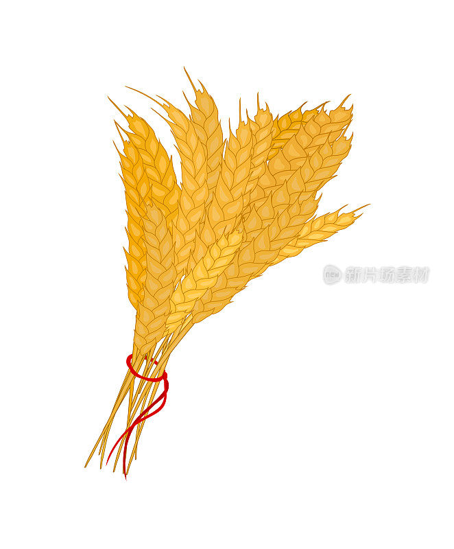 一些小麦。收割有穗的谷穗。一捆庄稼穗。向量