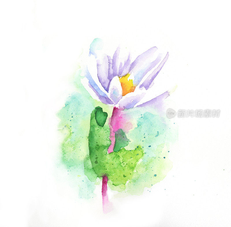 血根花水彩画-栅格插图