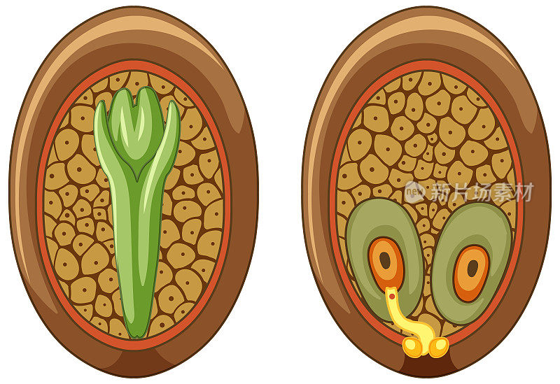 裸子植物大孢子囊结构