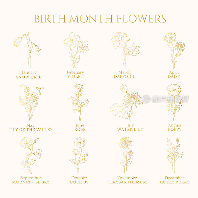 出生月花金灿灿。病媒分离春夏季开花草本和花蕾为历。