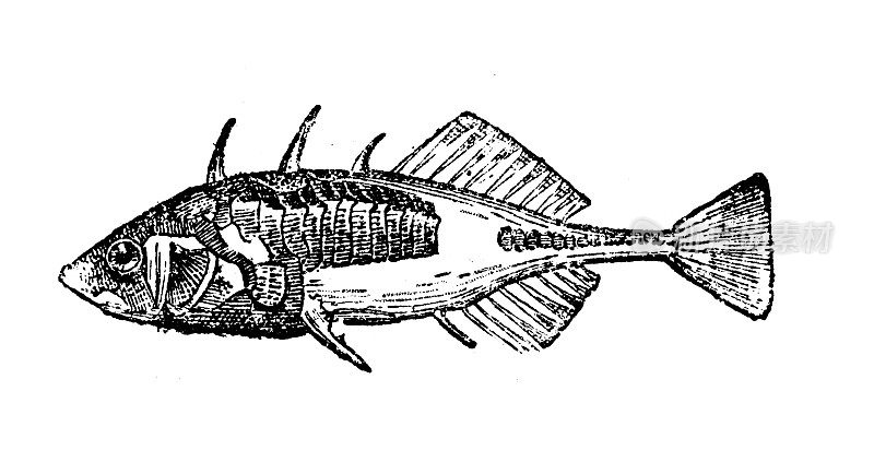 古董插图:三刺棘鱼