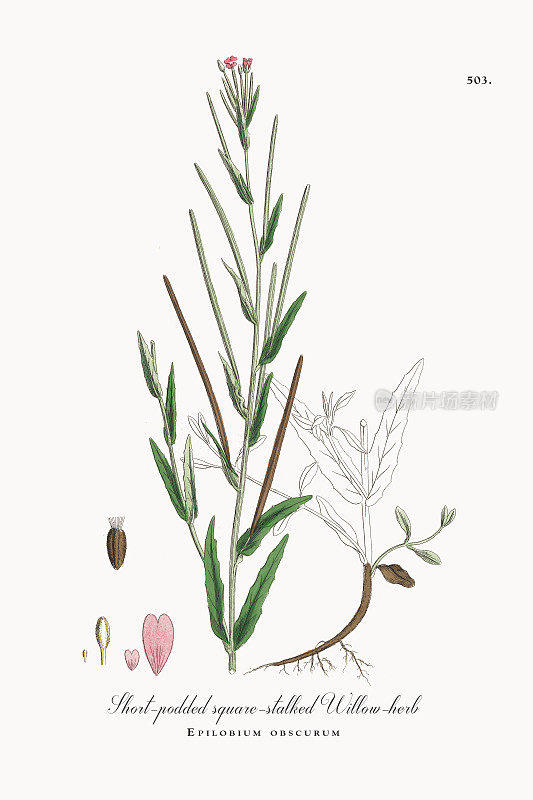 短荚方茎柳兰，暗色皮草，维多利亚植物学插图，1863年