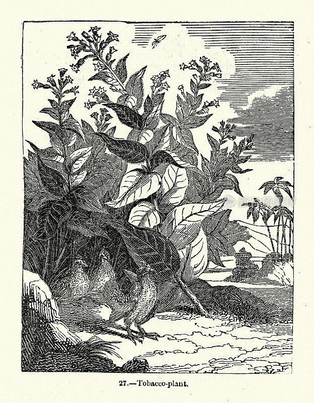 烟草植物，维多利亚时代，19世纪50年代
