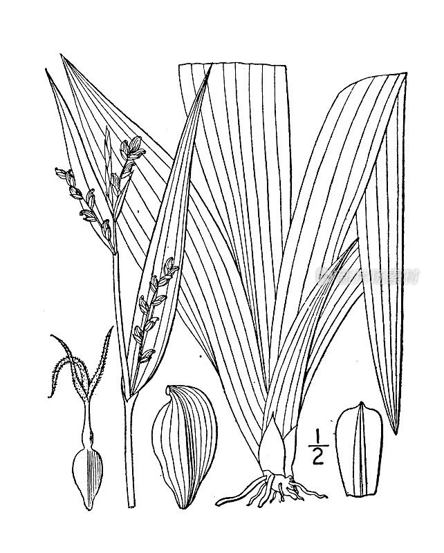 古植物学植物插图:苔草、白熊莎草