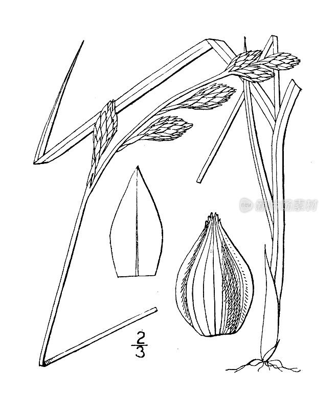 古植物学植物插图:苔草、莎草