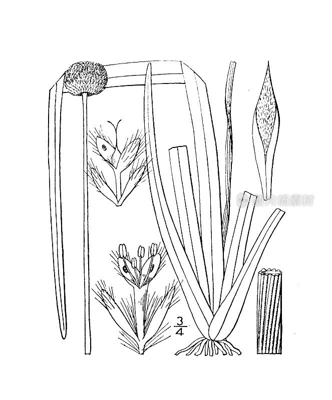 古植物学植物插图:十角草