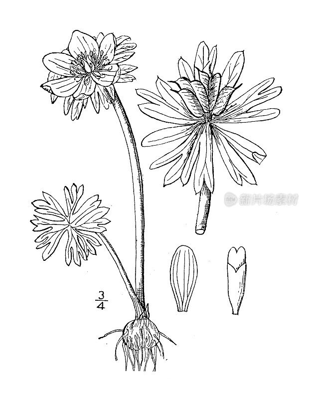 古植物学植物插图:绒草、冬附子、嚏根草