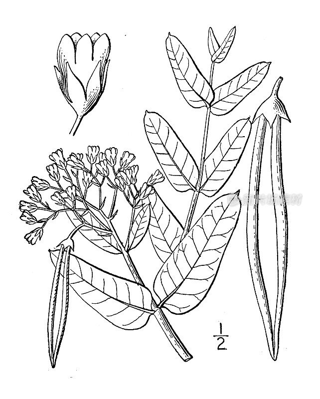 古植物学植物插图:罗布麻，抱叶狗鞭