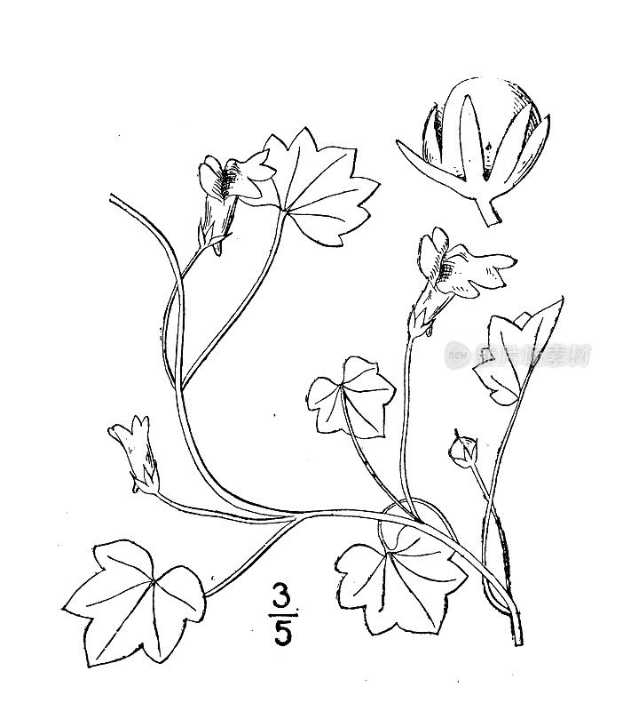 古植物学植物插图:香桐、金缕梅或常春藤