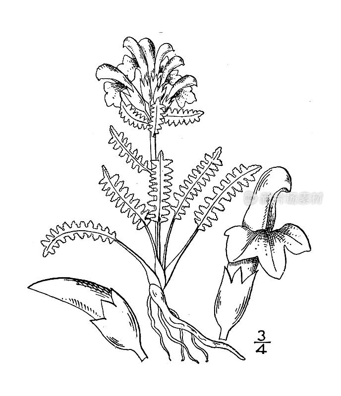 古植物学植物插图:马先蒿、红尖马先蒿