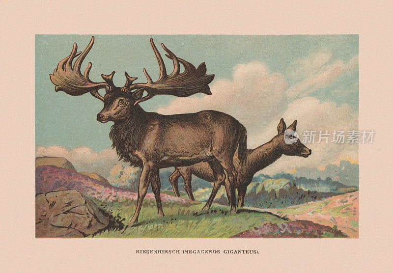 爱尔兰麋鹿(巨麋鹿)，已灭绝，彩色石刻，1900年出版