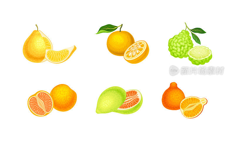 一套多汁的柑橘水果。柚子，柚子，柚子水果矢量插图