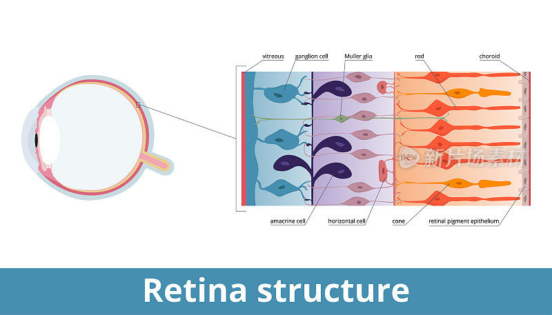 视网膜结构