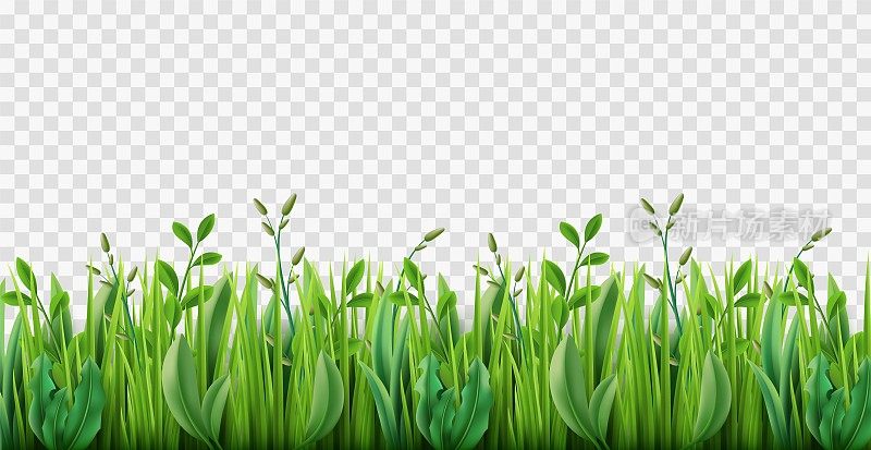 现实的草。郁郁葱葱的带状绿色草坪，透明背景上的3d草本植物，公园自然植物生长，环境牧场，水平草甸，完全矢量概念