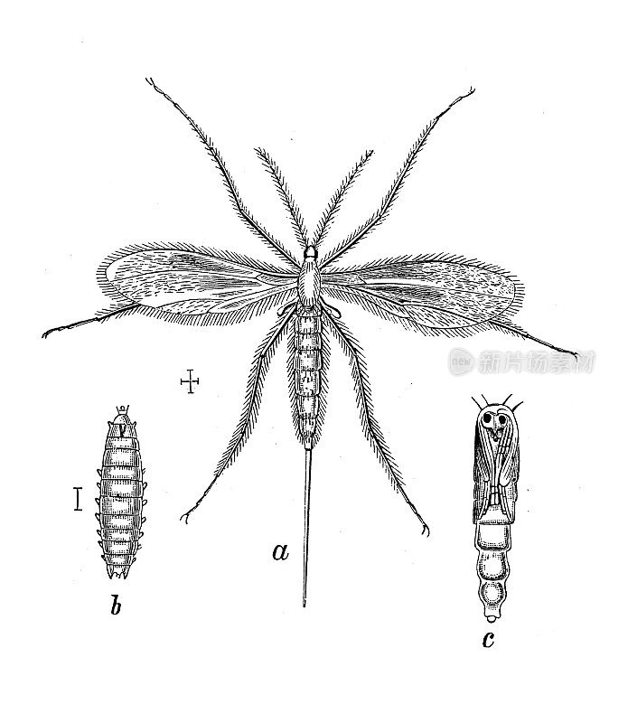 古代生物动物学图像:小麦盲蝽