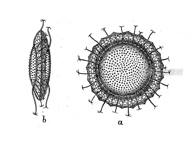 古董生物动物学图像:克里斯朵拉