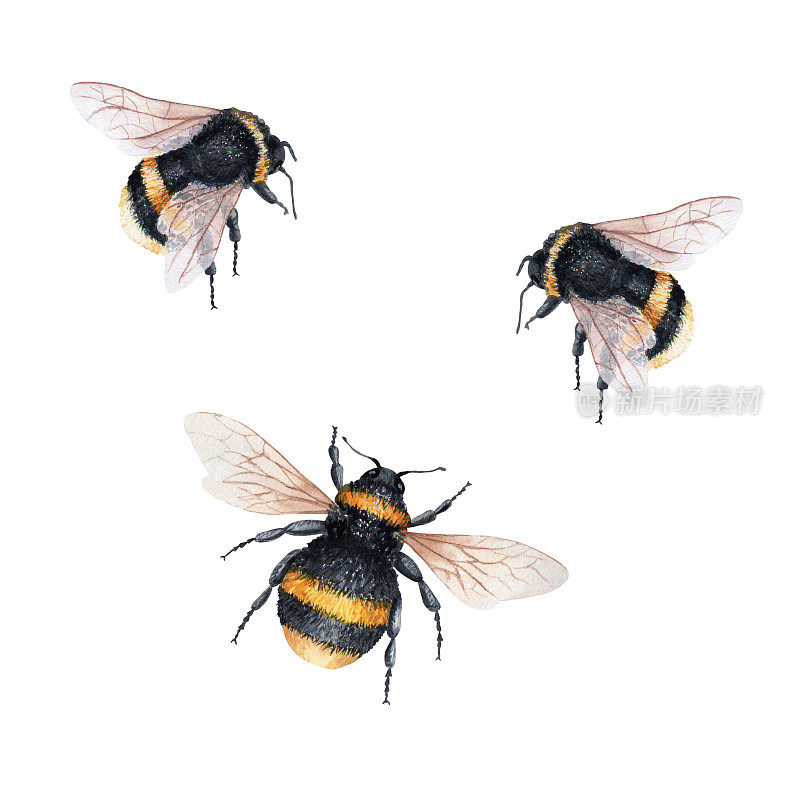 水彩画大黄蜂。孤立在白色背景上。