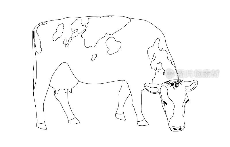 吃草的奶牛是一幅极简的黑色线性素描，孤立在白色背景上。一只现金牛正在田地里吃草。草地上的挤奶女工