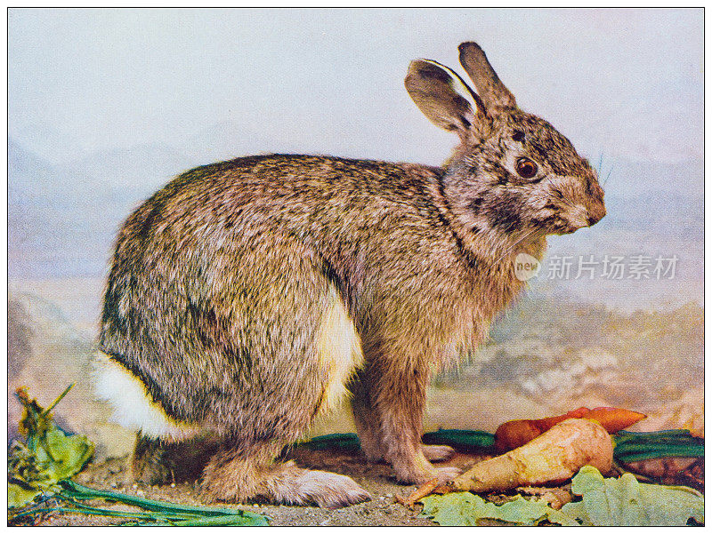 古色古香的自然色彩形象:灰兔