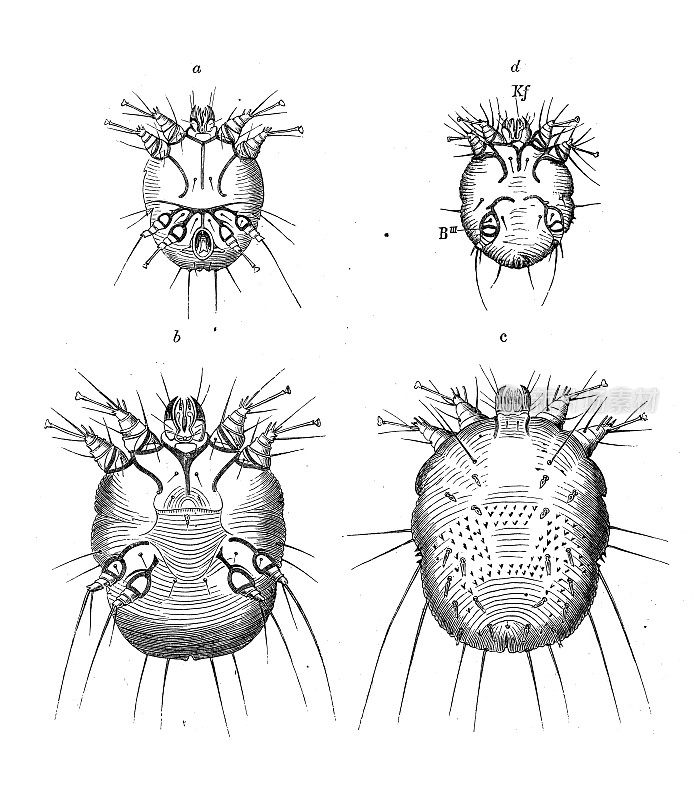 古董生物动物学图像:肉麻虫