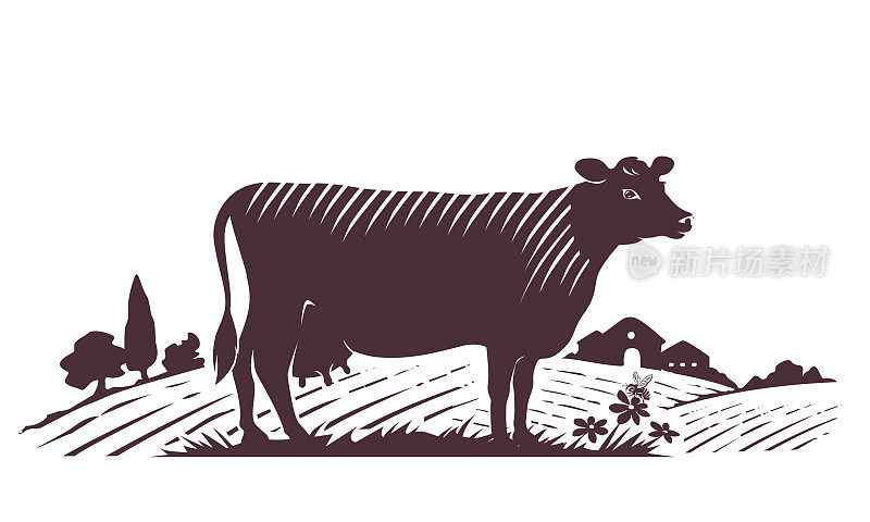 农场背景上的泽西奶牛