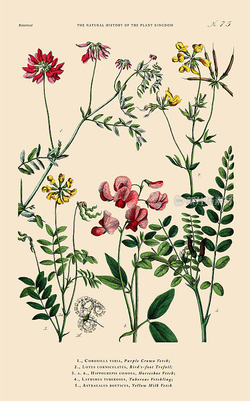 手工着色的植物雕刻，植物王国的历史，维多利亚植物插图，75版，大约1853年