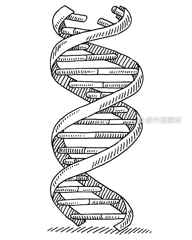 DNA链遗传学符号绘制