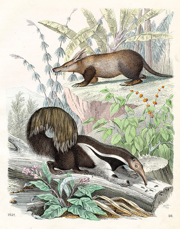 食蚁兽和巨型食蚁兽-来自1852年“世界之书”的非常罕见的盘子
