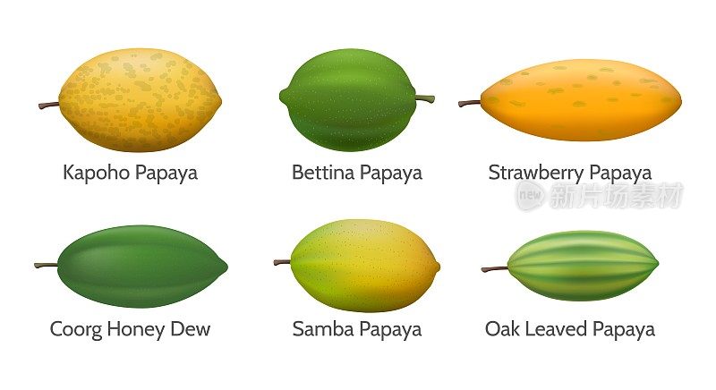 木瓜品种说明