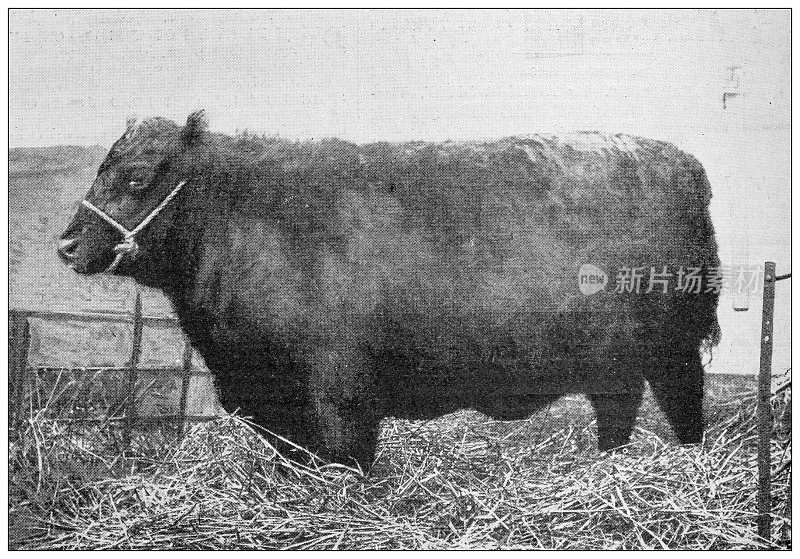 来自英国杂志的古董图片:奖品牛，阿伯丁安格斯